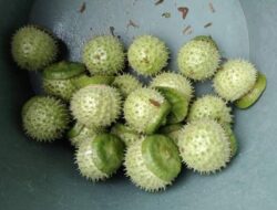 Usut Kasus Mabuk Kecubung Renggut Korban Jiwa, Polda Kalsel Tunggu Hasil Labfor dari Mabes Polri