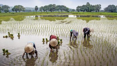 Lindungi Petani, Pemkab Sanggau Berikan BPJS JKK dan JKM kepada 1000 Petani