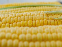 Dukung Swasembada Pangan 2025, Kemendagri Mantapkan Kesiapan Penanaman Jagung Serentak Satu Juta Hektare