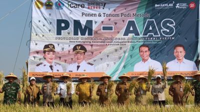 Teknologi PM-AAS Libas Cara Lama, Panen Padi Brebes Melonjak 10,43 Ton per Hektare