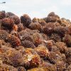 Kebutuhan CPO Melonjak Imbas B50, Pemerintah Fokus Intensifikasi Lahan Sawit