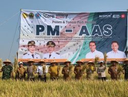 Teknologi PM-AAS Libas Cara Lama, Panen Padi Brebes Melonjak 10,43 Ton per Hektare