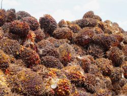 Kebutuhan CPO Melonjak Imbas B50, Pemerintah Fokus Intensifikasi Lahan Sawit